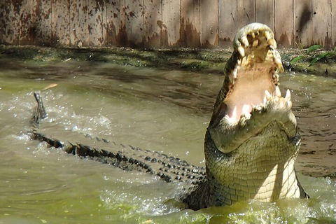 Hartley's Crocodile Adventures Day Trip From Palm Cove - Perisher Accommodation 3