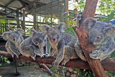 Best Of Kuranda Including Skyrail, Kuranda Scenic Railway And Rainforestation - Perisher Accommodation 4