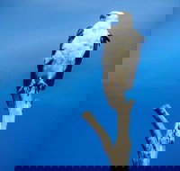 Kangaroo Island 75-Minute Ocean Safari - Perisher Accommodation