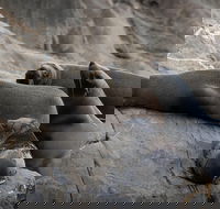 Kangaroo Island Ocean Safari - Snorkeling Safari - Perisher Accommodation