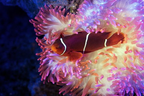Cairns Aquarium By Twilight With 3-Course Dinner - Perisher Accommodation 0