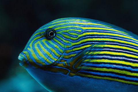 Cairns Aquarium By Twilight With 3-Course Dinner - Perisher Accommodation 5