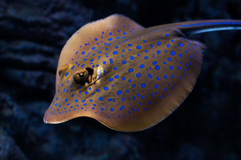 Cairns Aquarium Tour By Twilight With Drink And Appetiser - Perisher Accommodation 0