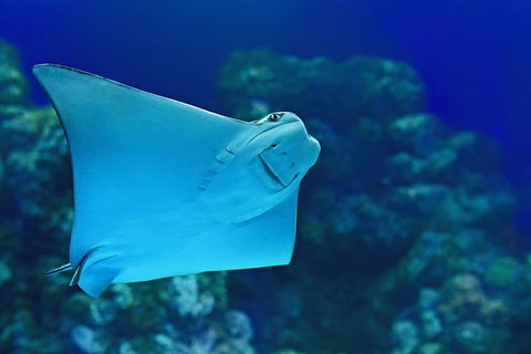 Cairns Aquarium Family Ticket - Perisher Accommodation 0