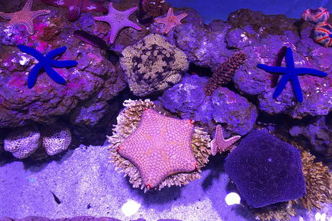 Cairns Aquarium Family Ticket - Perisher Accommodation 1