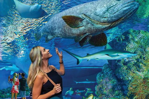 Cairns Aquarium Family Ticket - Perisher Accommodation 3