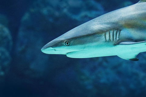 Cairns Aquarium Family Ticket - Perisher Accommodation 5