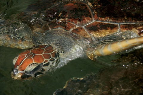 Cape Leveque 4WD Tour From Broome With Optional Return Flight - Perisher Accommodation 2