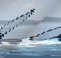 Hervey Bay Whale Watching Cruise - Perisher Accommodation