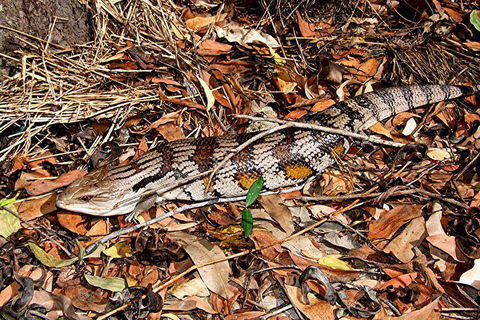 Hartley's Crocodile Adventures General Entry Ticket - Perisher Accommodation 5