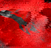 Small-Group Kangaroo Island 4WD Night Tour - Perisher Accommodation