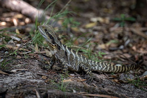 Cape Byron Aboriginal Tour - Perisher Accommodation 3