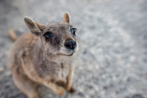 Chillagoe Caves And Outback Day Trip From Cairns - Perisher Accommodation 2