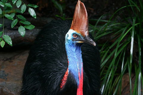 Cape Tribulation, Daintree Rainforest And Wildlife Tour - Perisher Accommodation 5