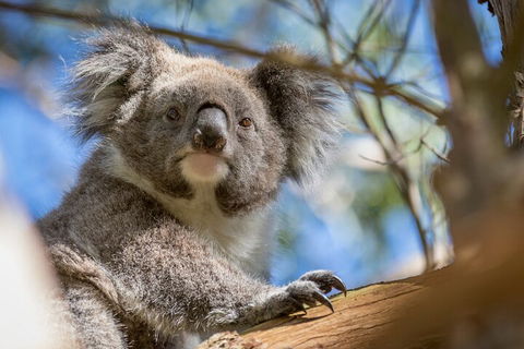 Phillip Island Penguin And Koala Highlights Day-Trip From Melbourne - Perisher Accommodation 2
