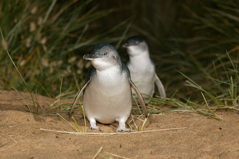 Phillip Island Penguin And Koala Highlights Day-Trip From Melbourne - Perisher Accommodation 3