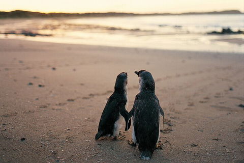 Phillip Island Penguin And Koala Highlights Day-Trip From Melbourne - Perisher Accommodation 4