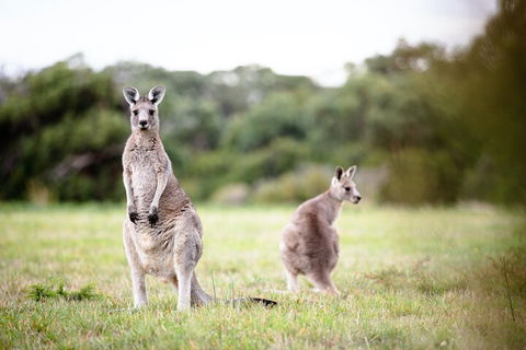 LGBT+ Friendly 3 Day Tour The Grampians, Daylesford & Ballarat - Perisher Accommodation 2