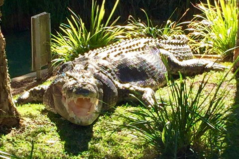 Central Coast Private Tour From Sydney, With Australian Reptile Park Option - Perisher Accommodation 4