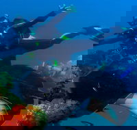 Scuba Dive the S.S. Yongala Wreck on the Great Barrier Reef. - Perisher Accommodation